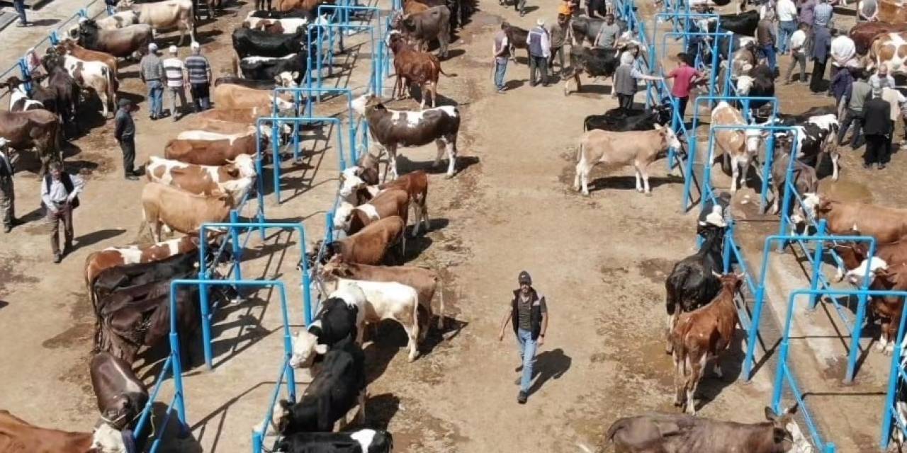 Afyonkarahisar’da Ki Hayvan Pazarlarında Kurbanlık Denetimleri Sürüyor