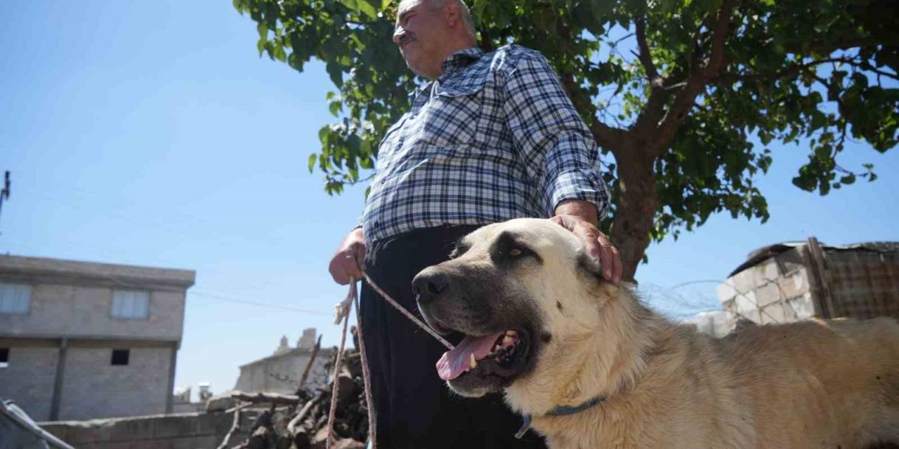 Şahinbey Belediyesi Köpeklere Sahip Çıkıyor