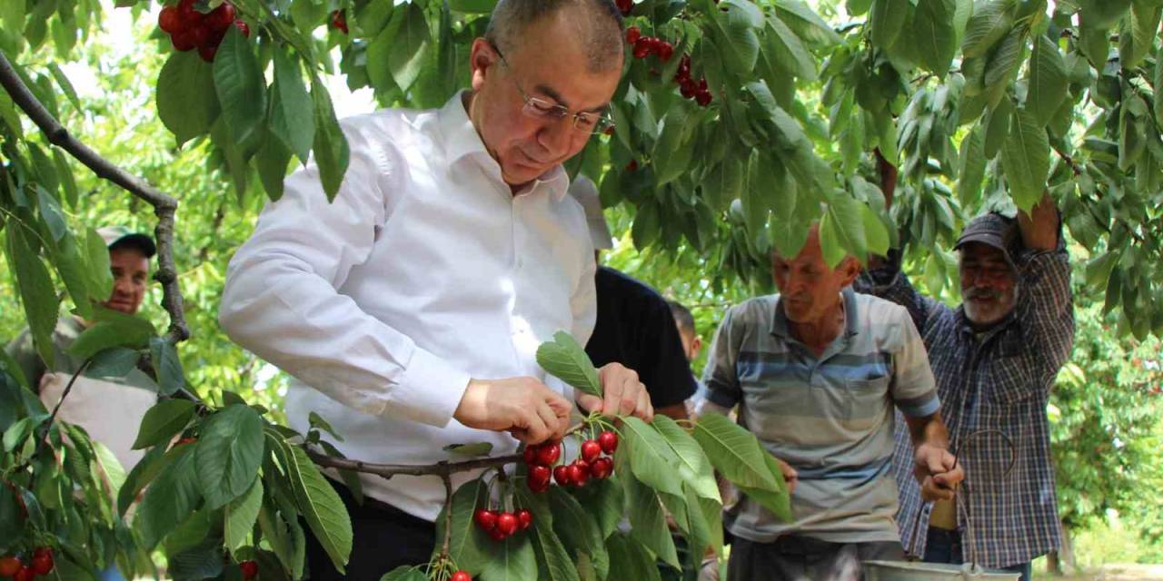 Amasya’da Dalları Kiraz Bastı, Rekolte 50 Bin Ton