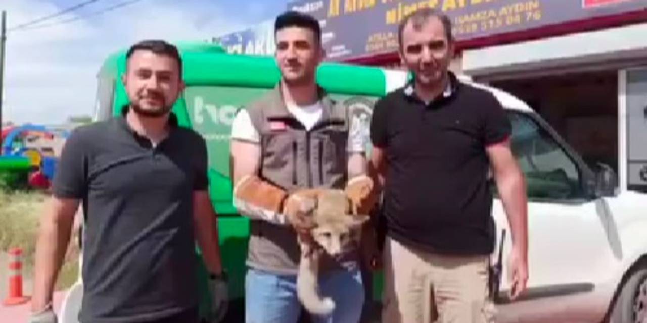 Iğdır’da Bakıma Muhtaç Halde Bulunan Tilki Doğal Ortamına Bırakıldı