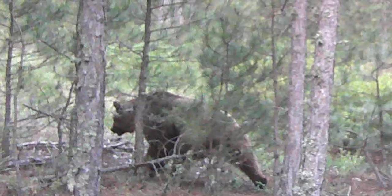 Tavşanlı Ormanlarında Vaşak Ve Yaban Hayvanları Görüntülendi