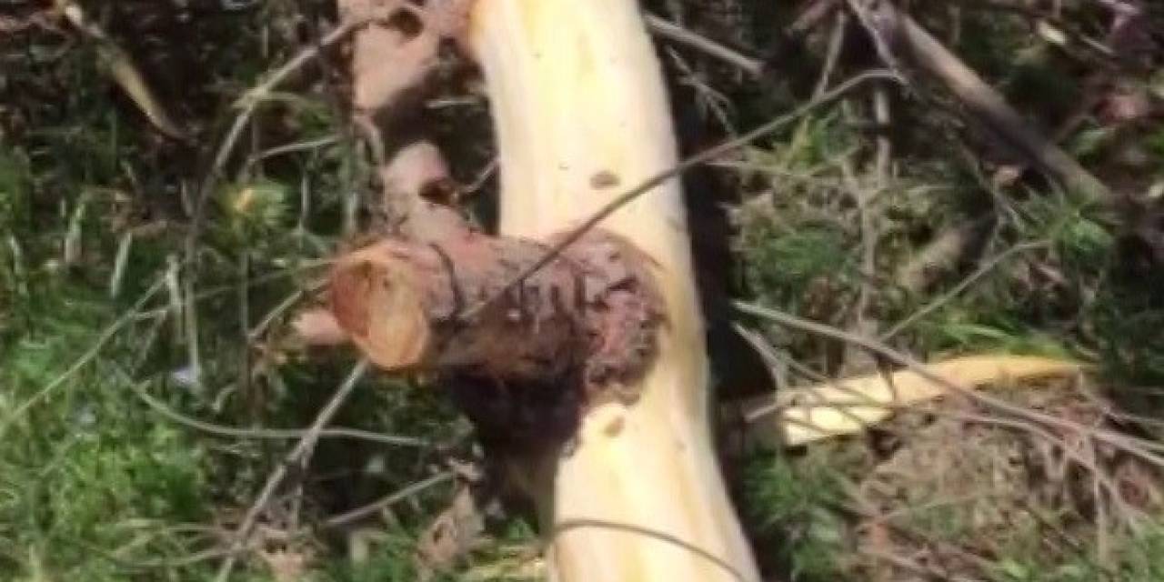 Hurafeye İnanıp Ağaçları Katlediyorlar