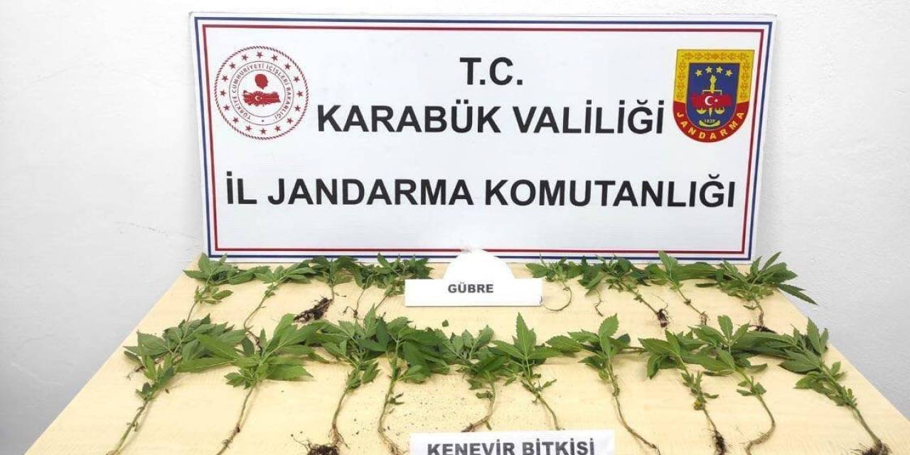 Ormanda Kenevirleri Sularken Suçüstü Yakalandı