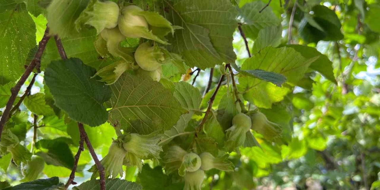 Trabzon’da Samuray Arıları, Kahverengi Kokarca İle Mücadele Etmek İçin Bahçelere Salındılar