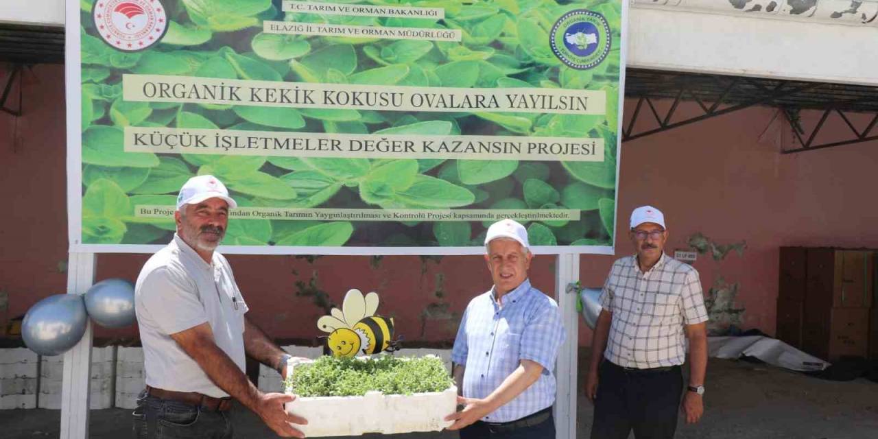 Elazığ’da Üreticilere 30 Bin Kekik Fidesi Dağıtıldı