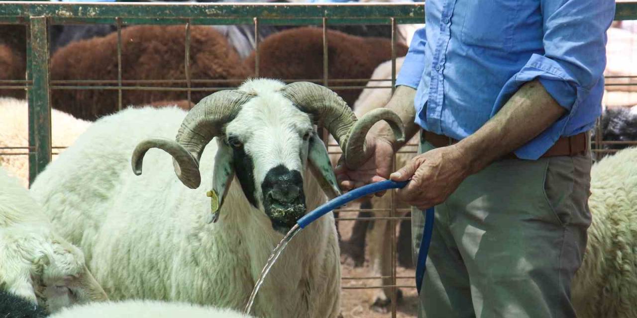 Sıcak Hava Kurbanlıkları Da Olumsuz Etkiledi