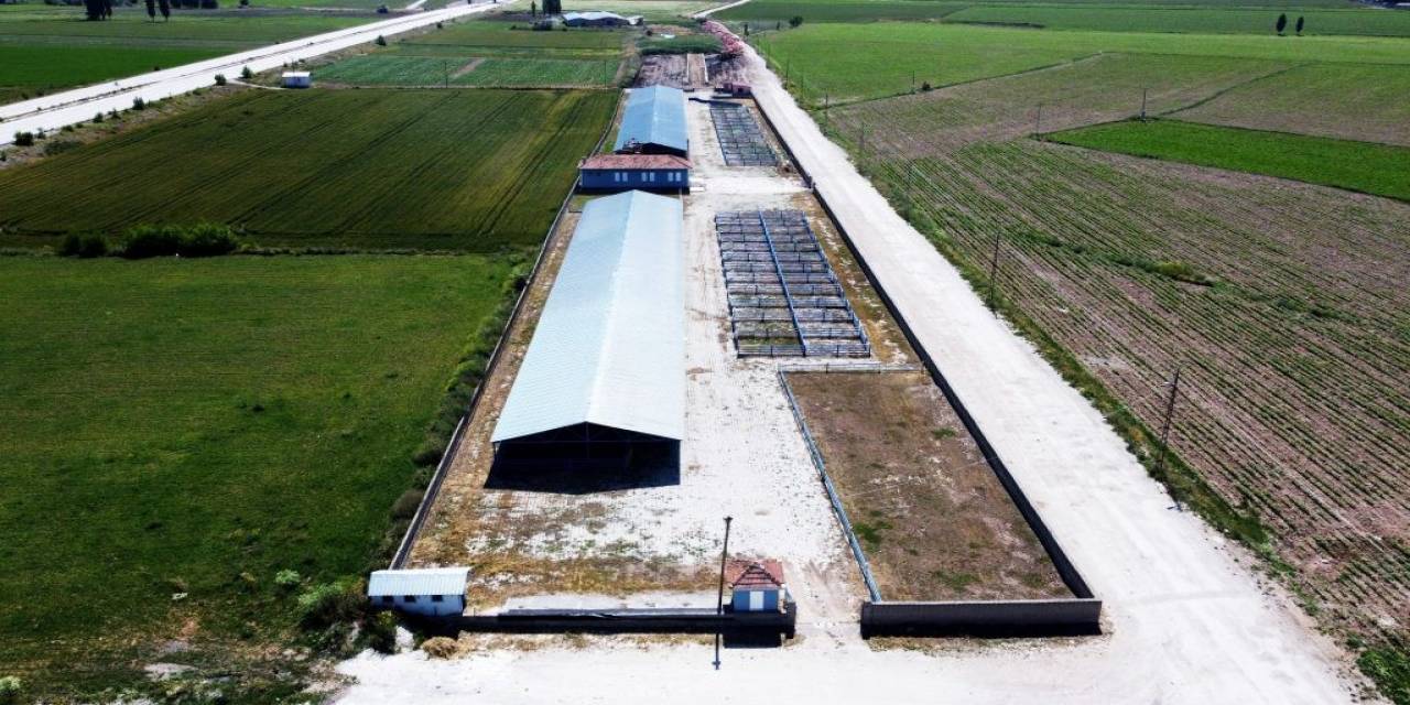 Alaca’da Hayvan Pazarları Bayrama Hazırlanıyor