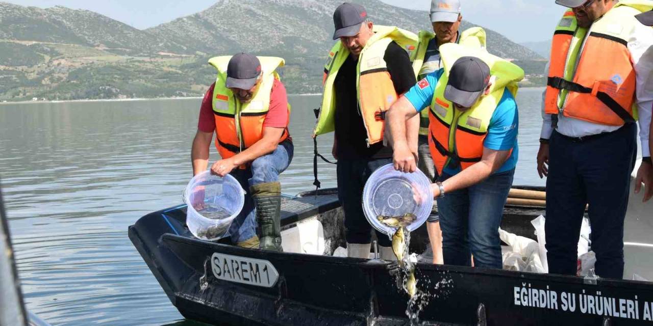 Eğirdir Gölü’ne 5 Bin Sazan Balığı Bırakıldı