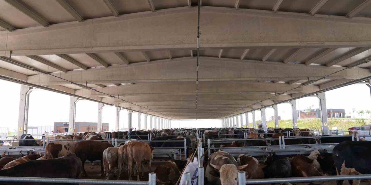 Gölbaşılılar, Kurban Satış Ve Kesim Merkezi’ne Ücretsiz Ulaşacak