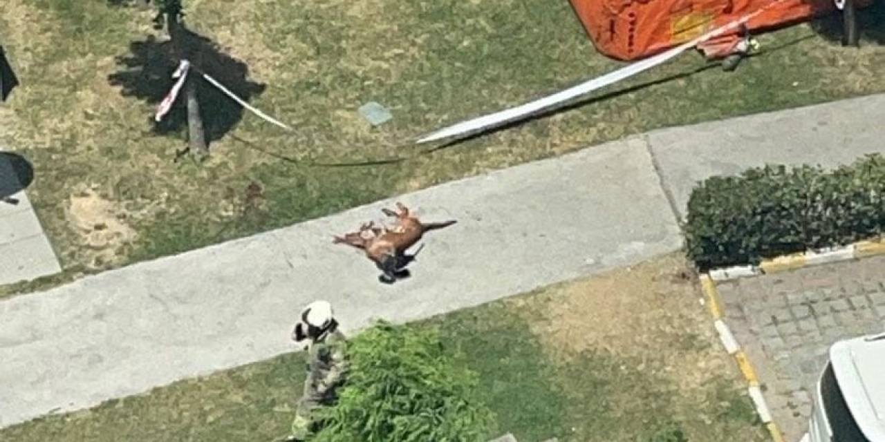 Başakşehir’de Emekli Polis Memuru Dehşet Saçtı, Polis Köpeğini Vurup Camdan Aşağıya Attı