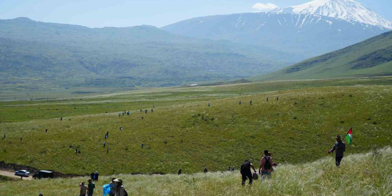 Ağrı Dağı Eteklerinde Toplanan Bitkilerinden Aromatik Yağlar Üretilecek