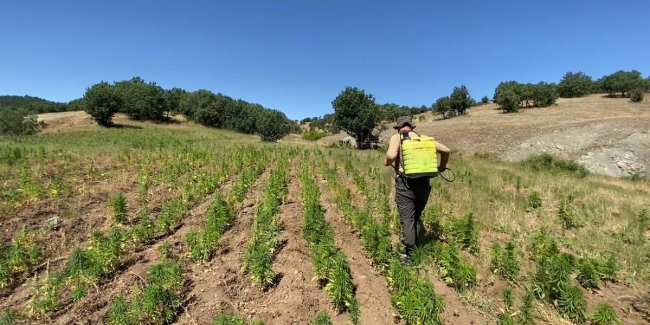 Diyarbakır’da Narko-terör Operasyonu: 2 Milyon 67 Bin 550 Kenevir Bitkisi Ele Geçirildi