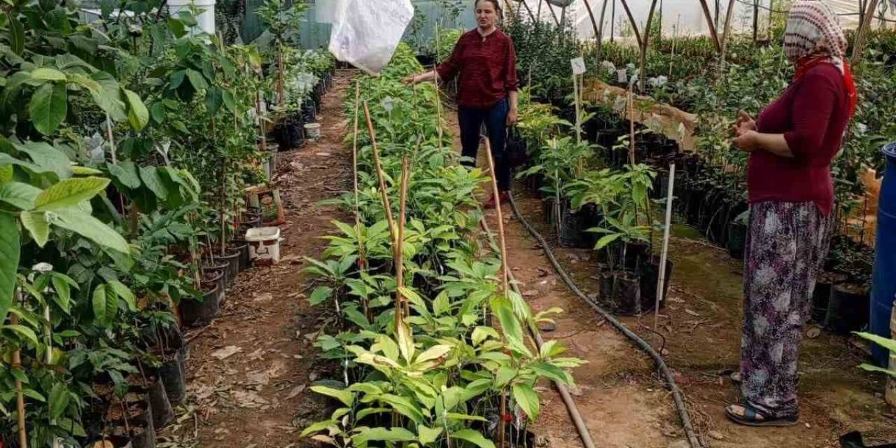 Gazipaşa’da Fidan Satıcıları Denetlendi