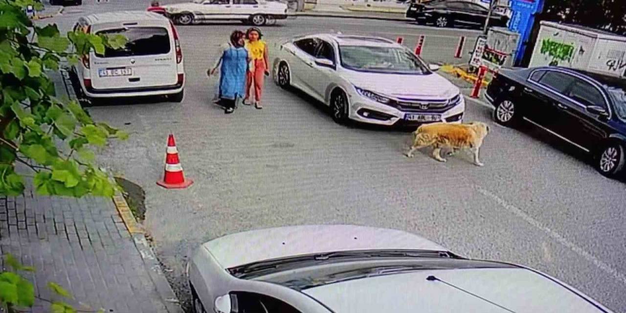 Yolun Karşısına Geçen Köpeğe Çarptı, Arkasına Bile Bakmadı