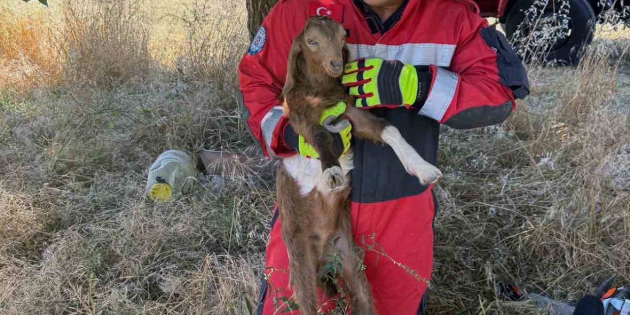 Muğla Büyükşehir İtfaiyesi 5 Ayda 296 Hayvanı Kurtardı