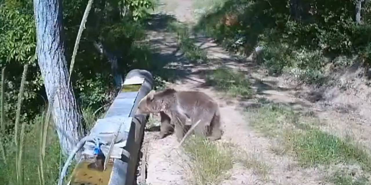 Sıcaktan Bunalan Yavru Ayılar, Su Oluğuna Girerek Serinledi