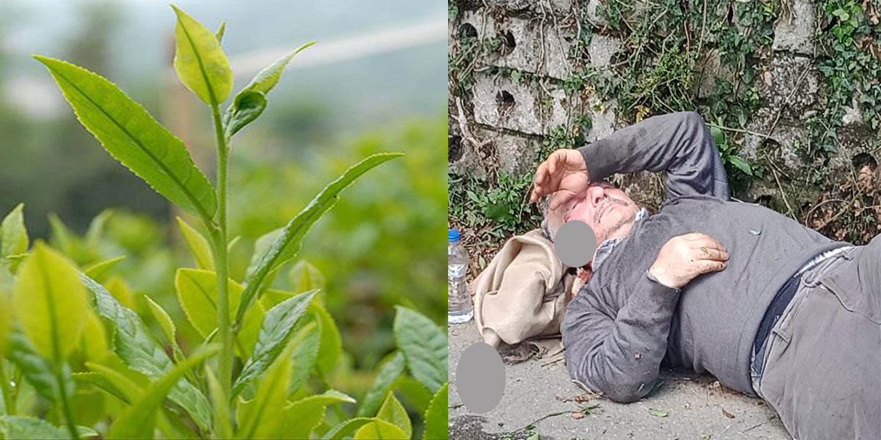 Rize'de Yaş Çay Hasadında Düşen Kişi Yaralandı