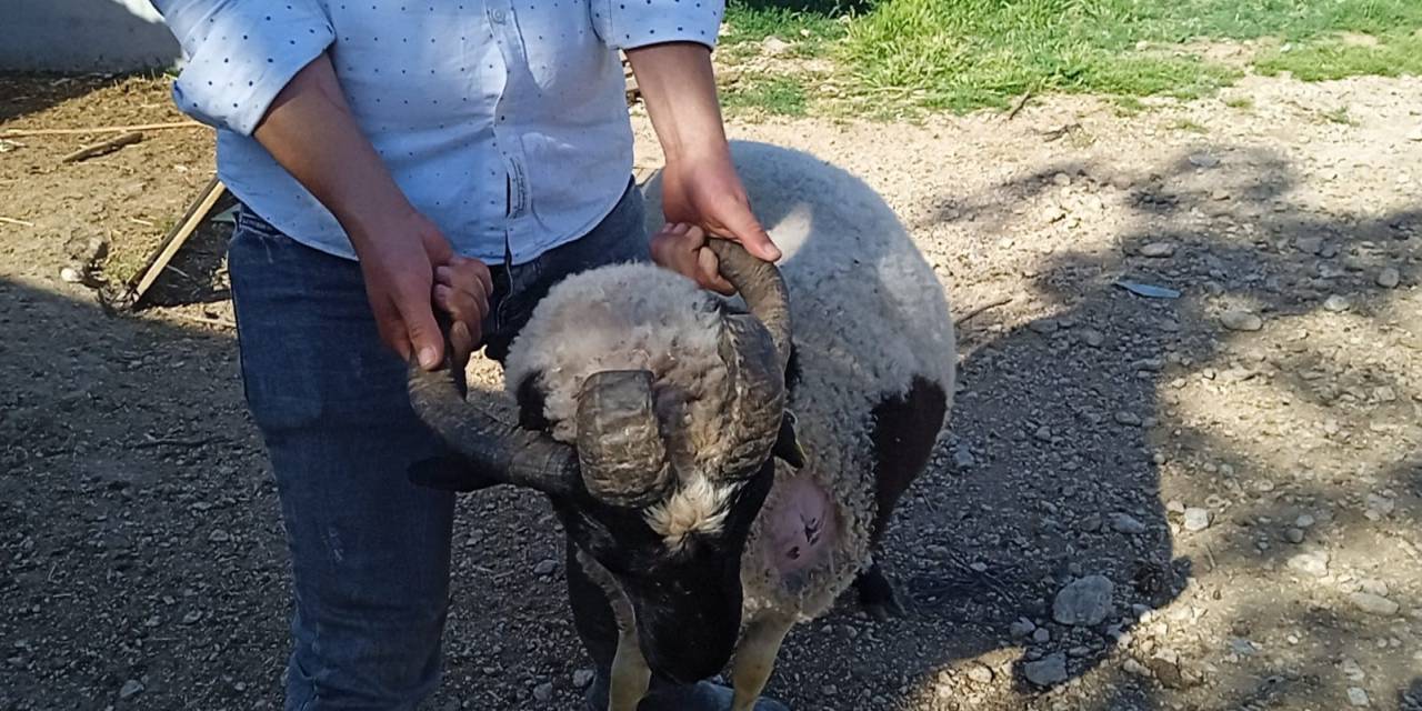 Sıra Dışı Koçlar Alıcılarını Bekliyor