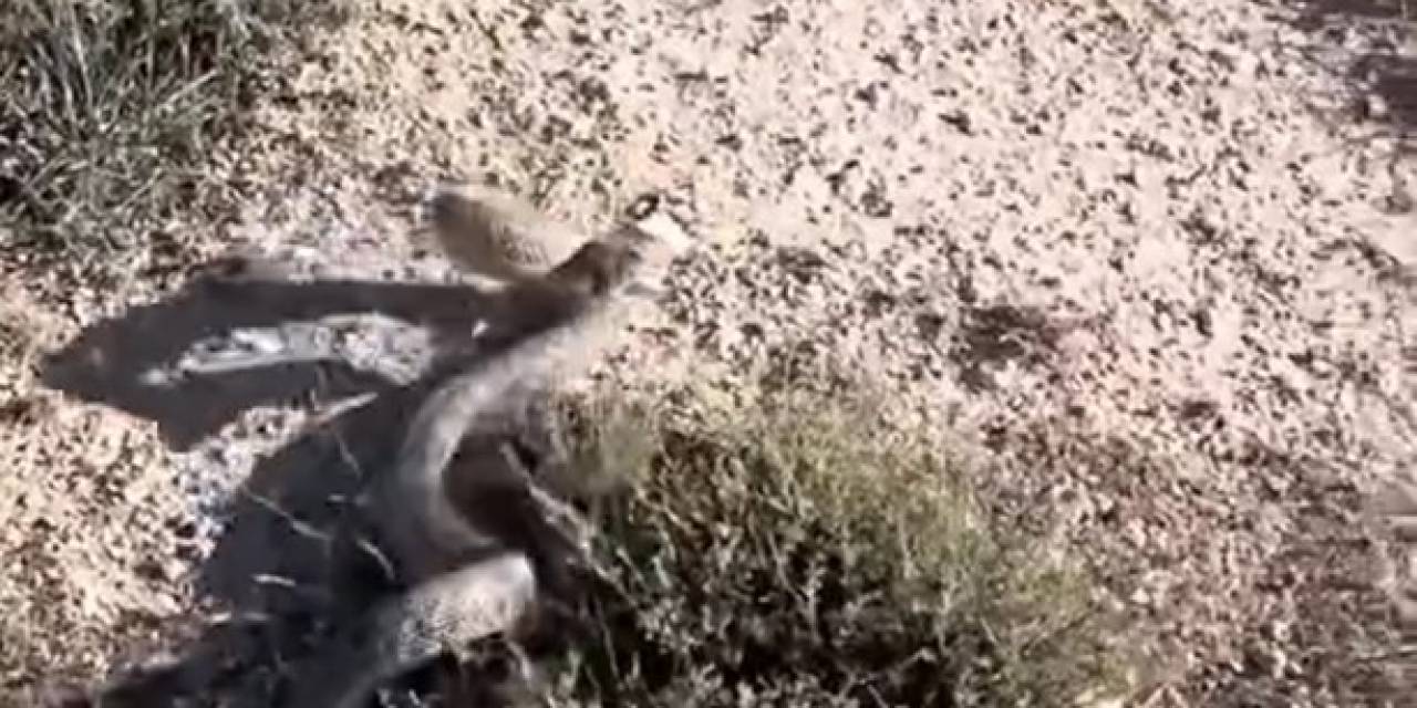 Siverek’te Nesli Tükenen En Zehirli Yılanlardan Olan Engerek Yılanı Görüntülendi