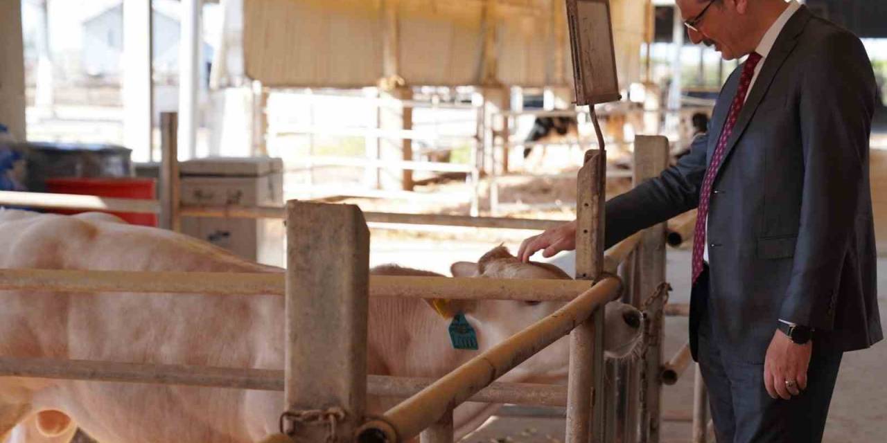 Adana’da 14 Bin Büyükbaş, 136 Bin Büyükbaş Kurbanlık Satışa Sunuldu