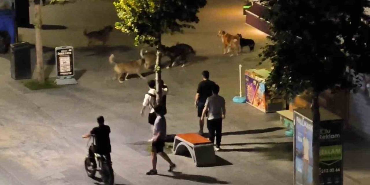 Köpekler Birbirlerine Saldırdı, Vatandaşlar Yoldan Geçemedi