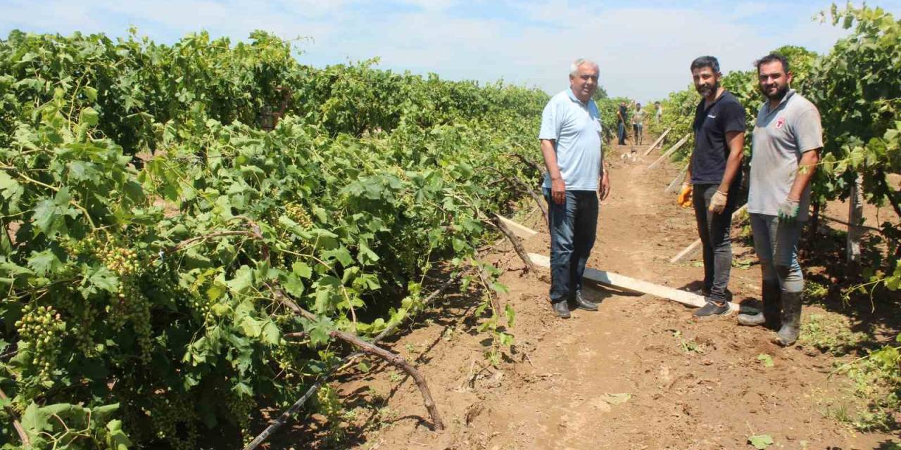 Dolu Yağışının Ardından Üzüm Bağlarında Hasar Tespiti Başladı