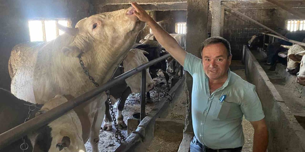 Çanakkale’de 1 Ton 800 Kilogram Ağırlığındaki İsimli Boğa 340 Bin Tl’den Alıcısını Bekliyor