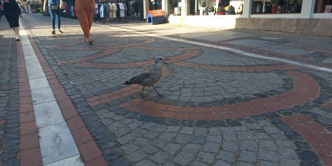 Edirne Esnafı Sıcaktan Uçamayan Martıyı Kurtarmak İçin Seferber Oldu