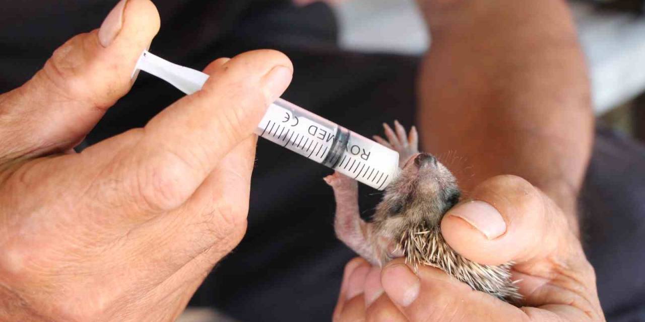 İtfaiye Eri, Annesiz Kalan Kirpiyi Elleri İle Besledi