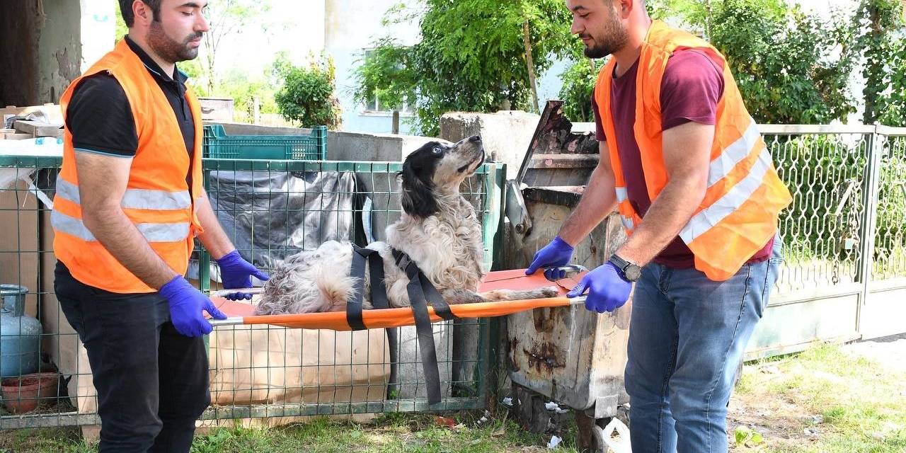 Yaralı Köpeğe Belediye Şefkati