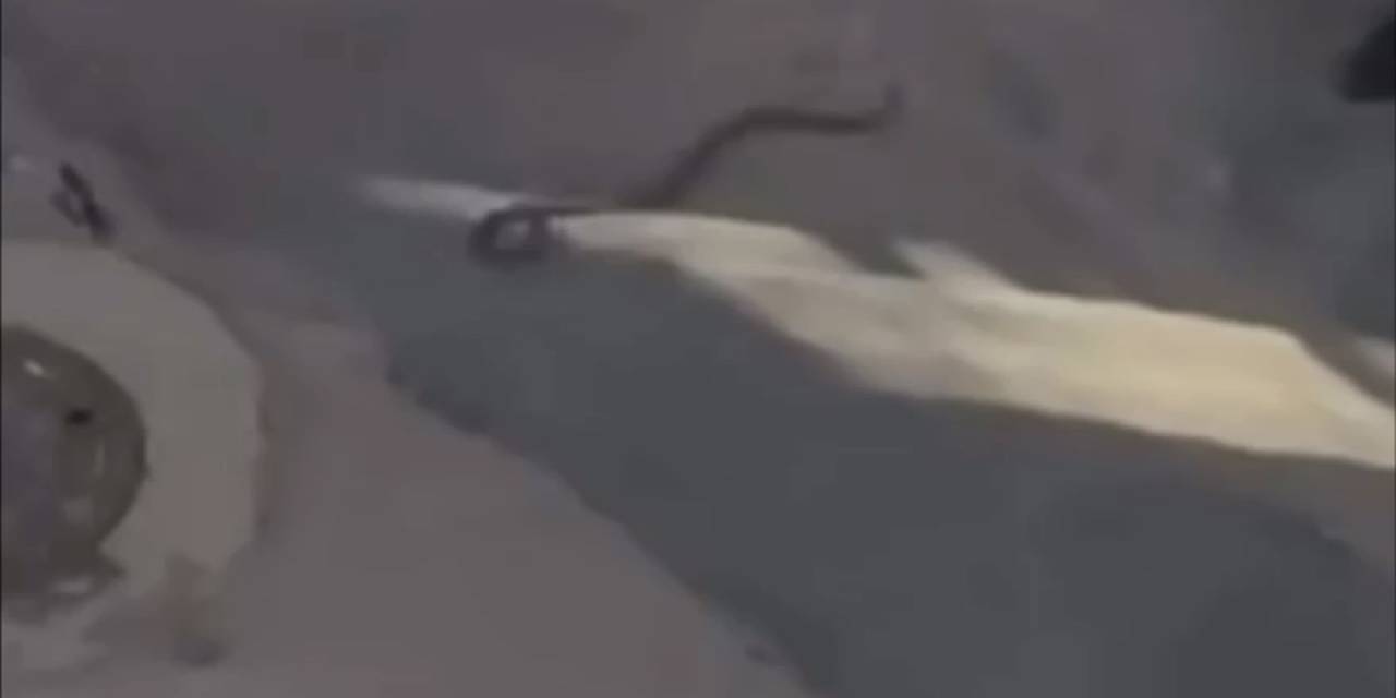 Bursa’da Yılan Paniği Kamerada