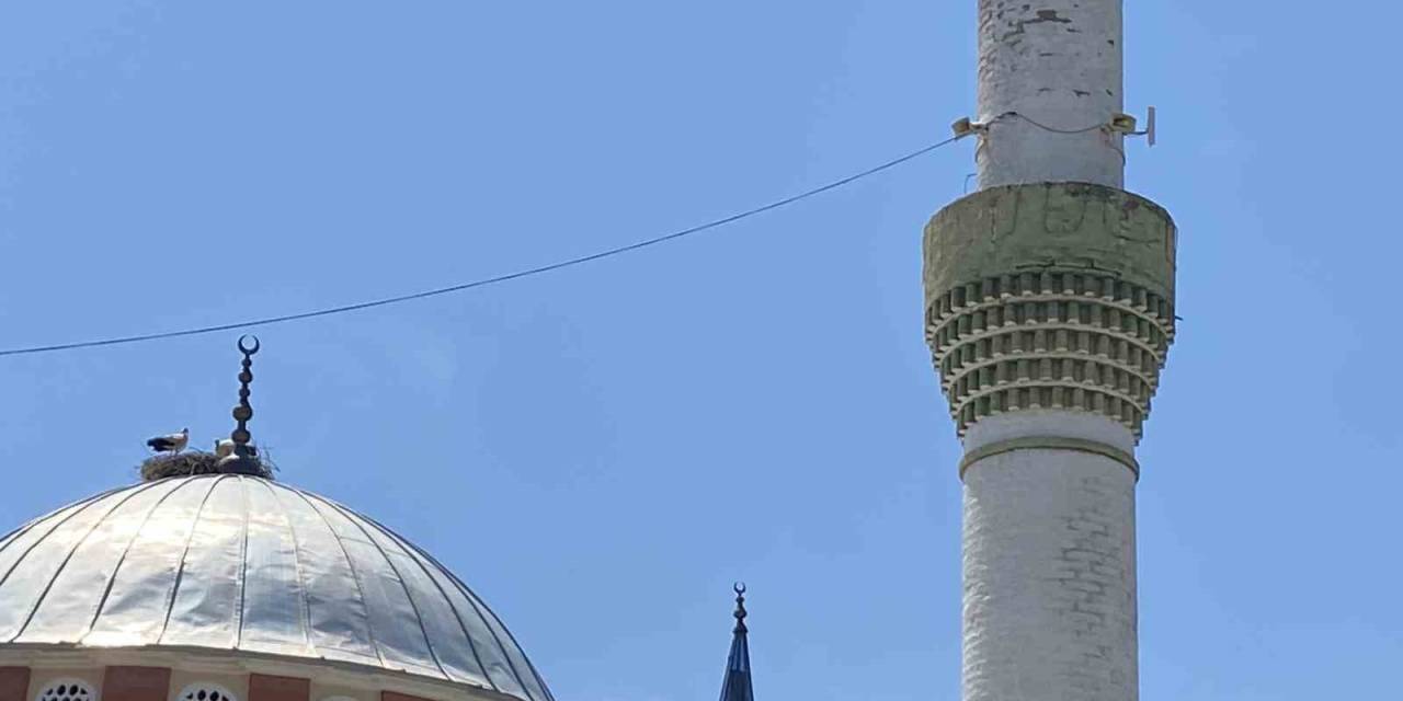 Dolu Yağışından Kurtulan Leylekler Mahallelinin Tesellisi Oldu