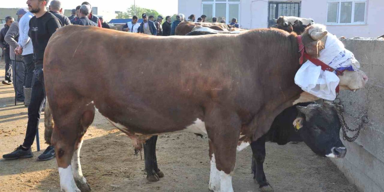 Kars’ta Kurban Satışları Başladı