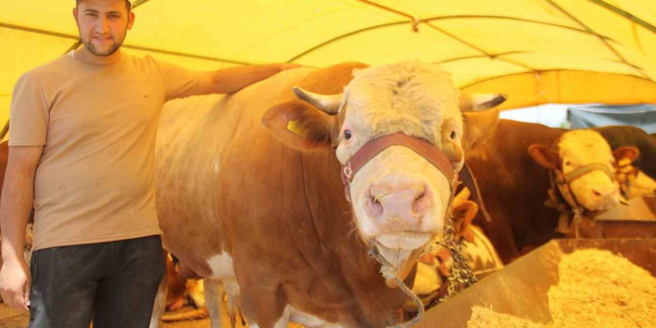 Pazarın Şampiyonu Alıcısını Bekliyor