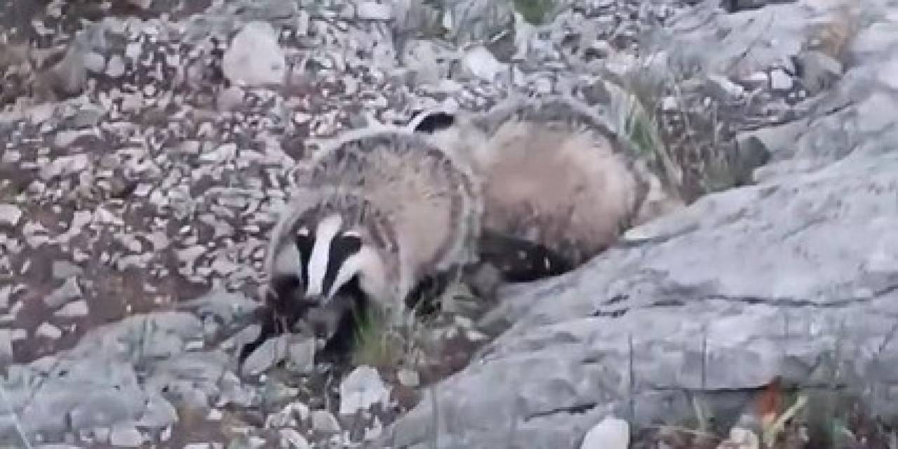 Porsuklar Fotokapana Takıldı