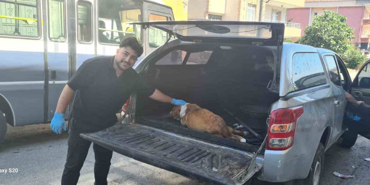 Hamile Köpeği Tanımadıkları Evin Önüne Terk Edip Kaçtılar