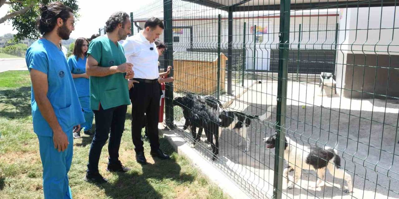 Başkan Özyiğit: "Sokak Hayvanlarını Sahiplendirmeye Başladık"