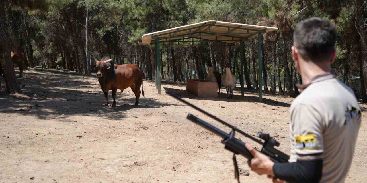 Gaziantep’te Kurban Yakalama Timi Bayrama Hazırlanıyor