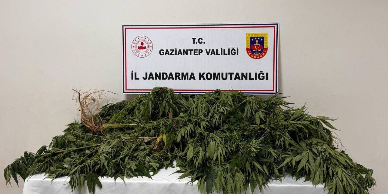 Gaziantep’te 158 Kök Kenevir Bitkisi Ele Geçirildi: 4 Gözaltı