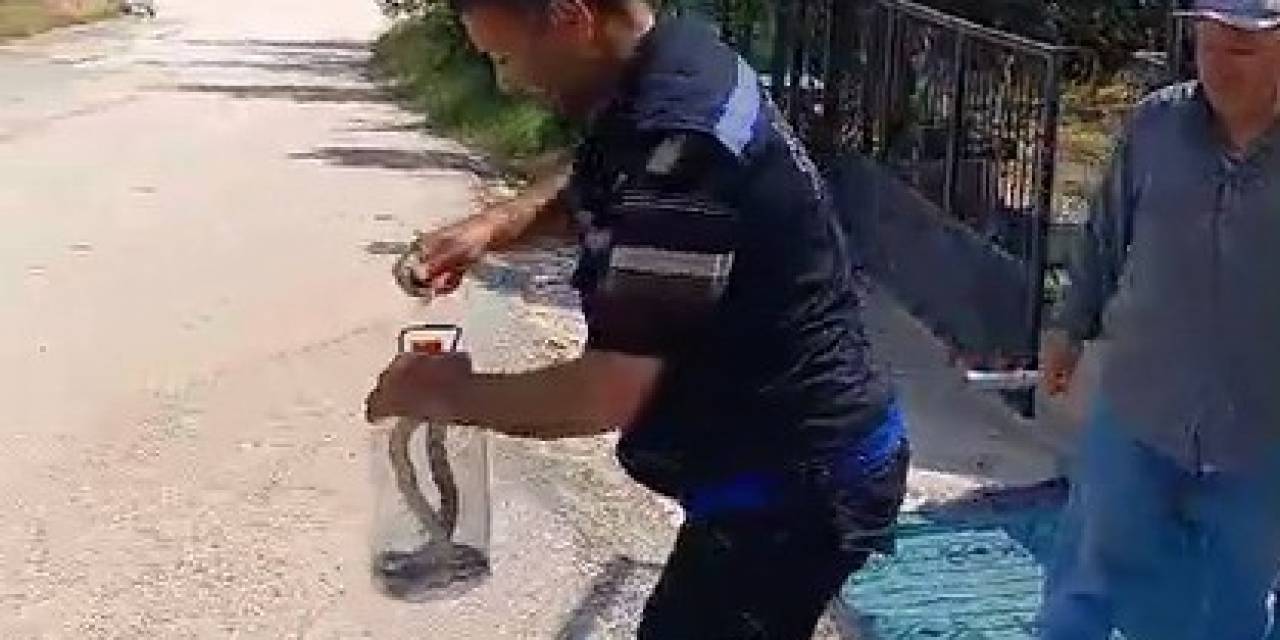Yakaladığı Yılanı Pet Şişeye Koydu, Doğaya Saldı