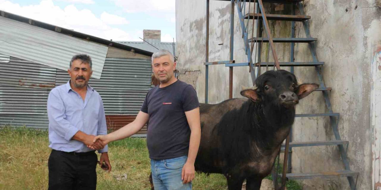 Bağışlar Arttı Kurbanlıklar Pazarda Kaldı