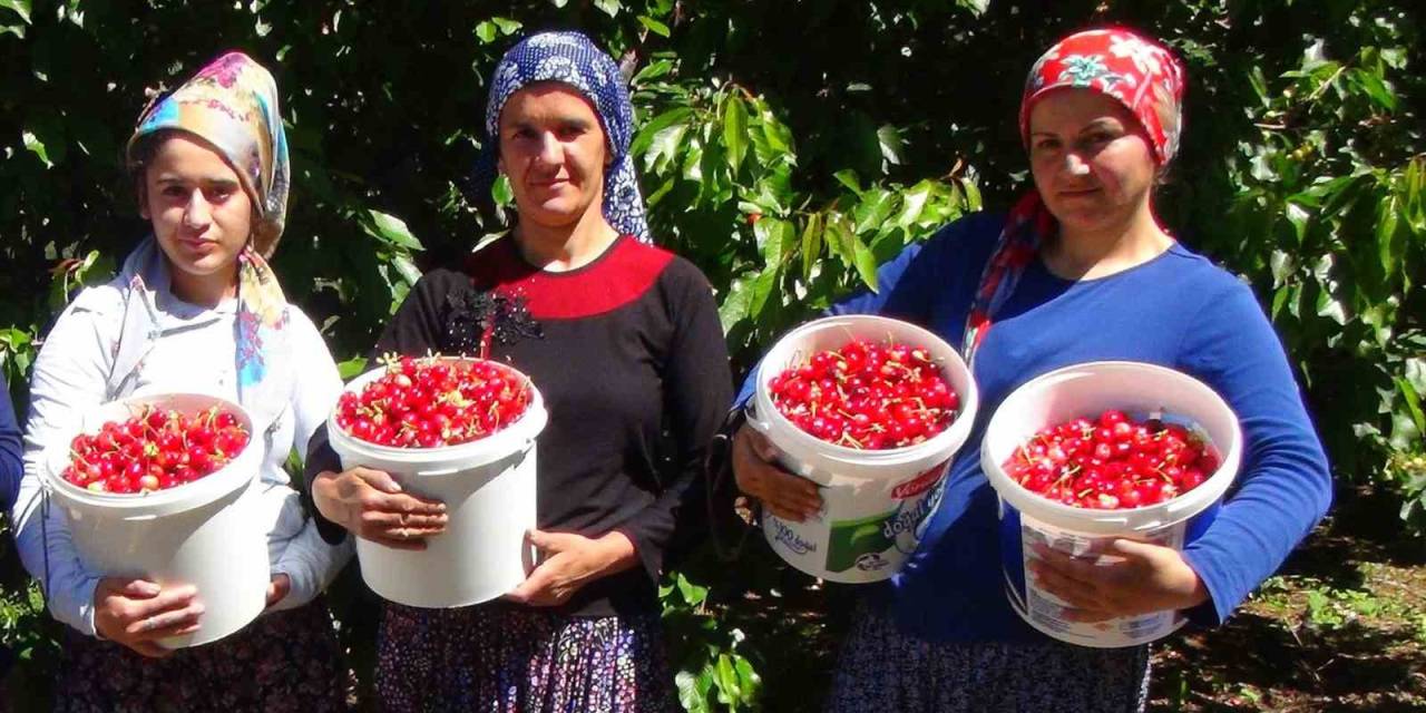 Erzincan’da Yetişen Kiraz Dış Ülkelere Ve Çevre İllere Satılıyor