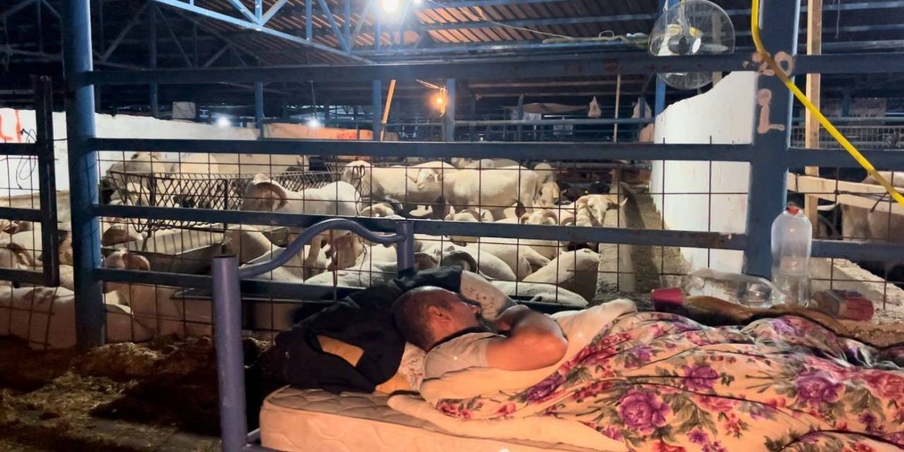 Bursa’da Koyun Koyuna Kurban Nöbeti