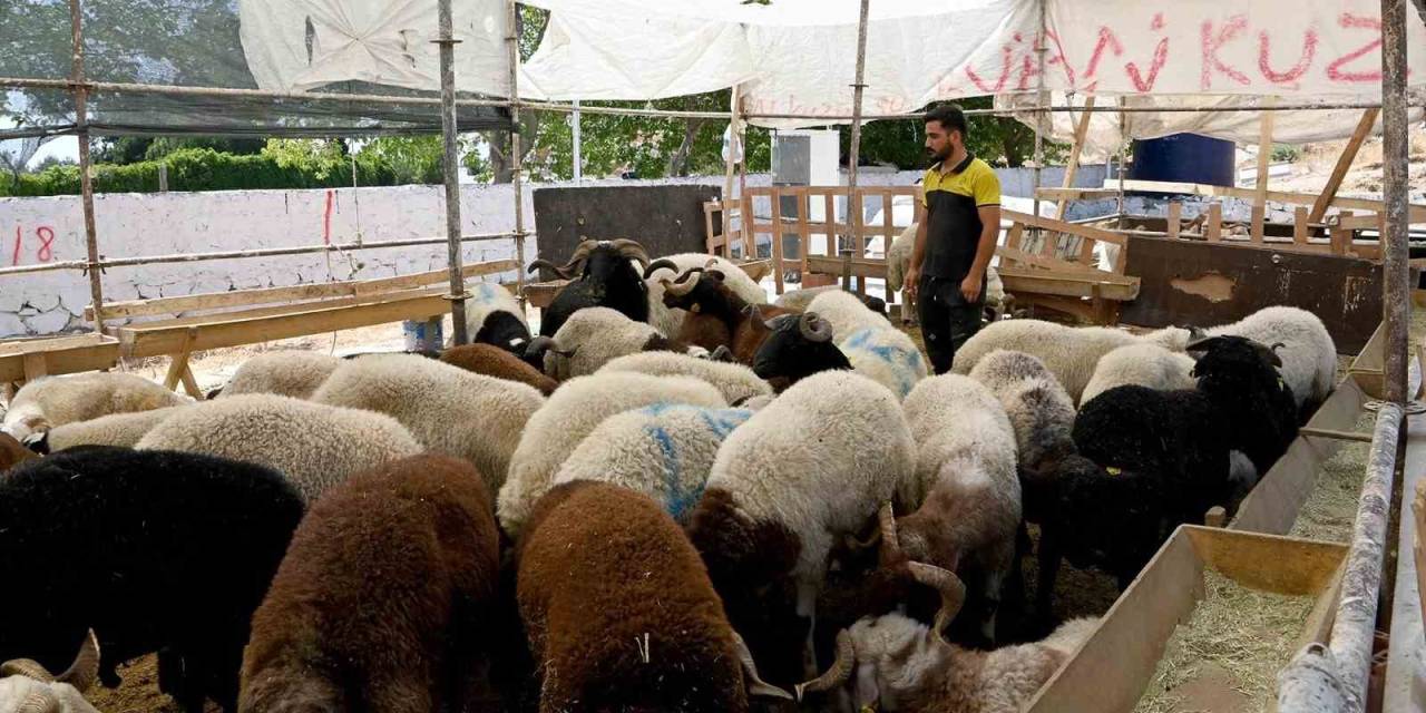 Kuşadası Belediyesi Kurban Bayramı’na Hazır