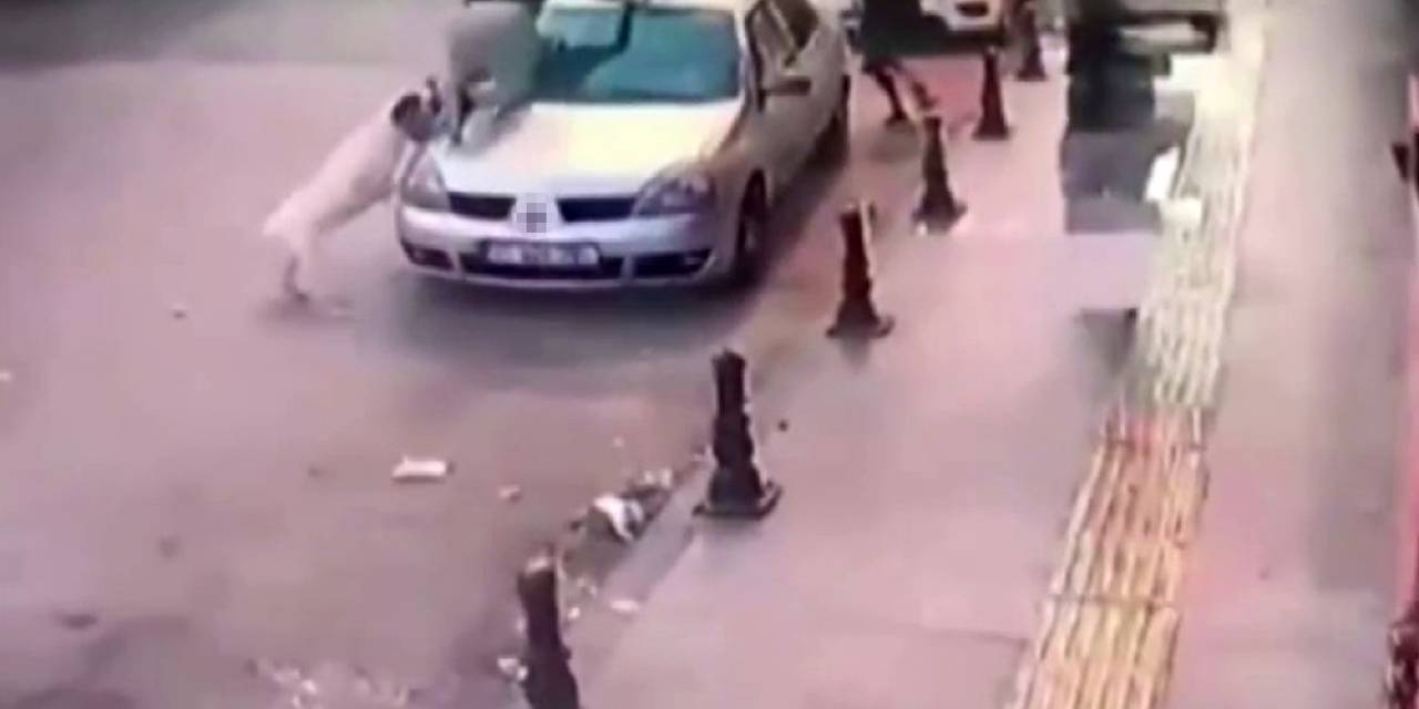 2 Genç, Köpek Saldırısından Aracın Üzerine Çıkarak Kurtuldu