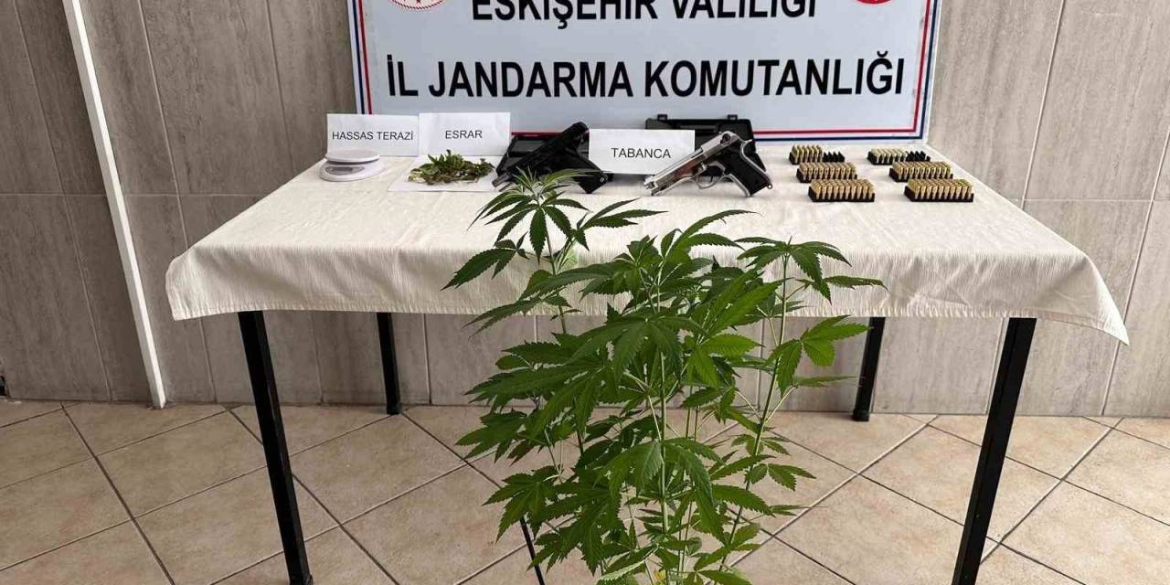 Evinde Kenevir Yetiştiren Şahsa Jandarma Operasyonu