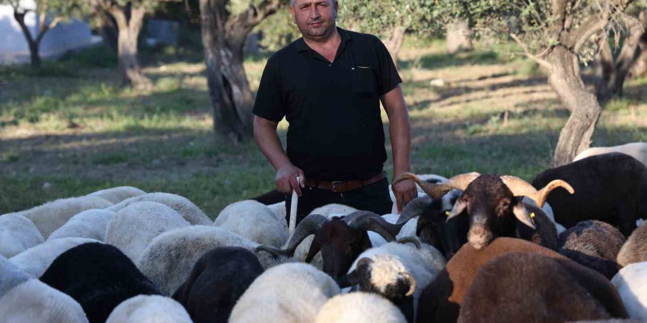 Geçtiğimiz Yıl Kurban Satışının Sessiz Geçtiği  Deprem Bölgesinde Kurban Hareketliliği Başladı