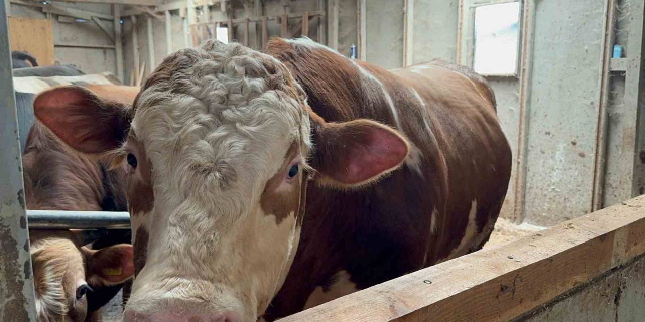 1 Tonluk Dana 200 Bin Liraya Satıldı: "Bizi Biraz Yoracak"