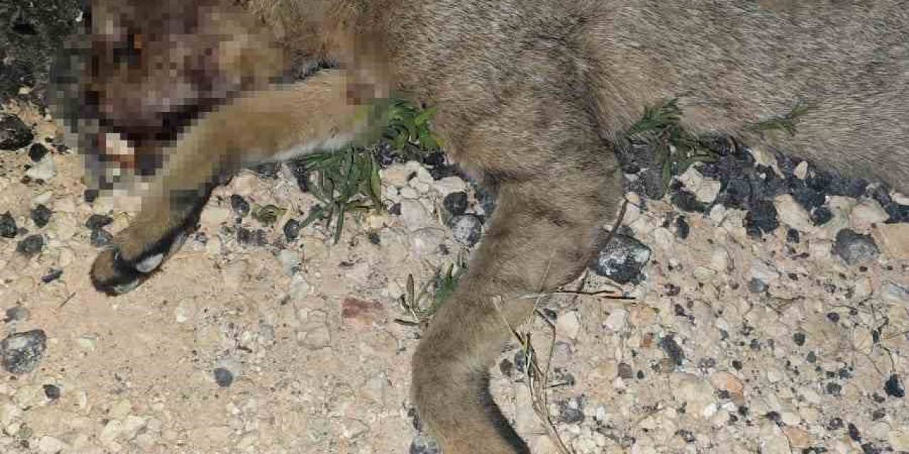 Nesli Tehlike Altındaki Saz Kedisi Araç Çarpması Sonucu Telef Oldu