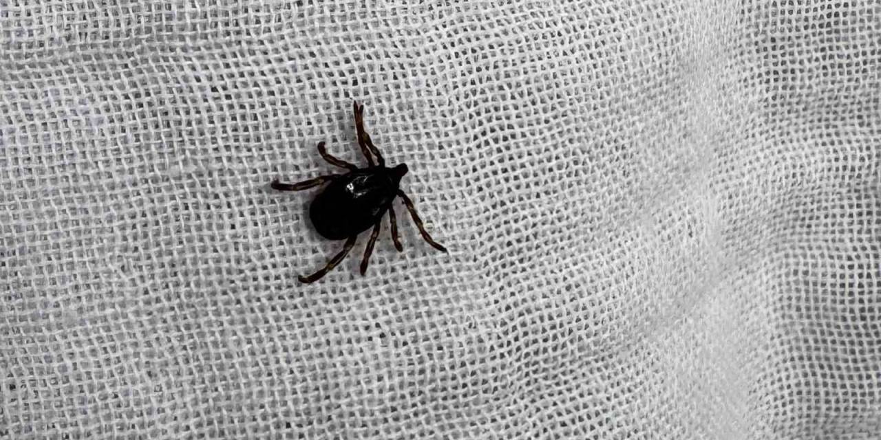 Sivas Valiliği Uyardı: 22 Vaka Tespit Edildi 3 Kişi Hayatını Kaybetti